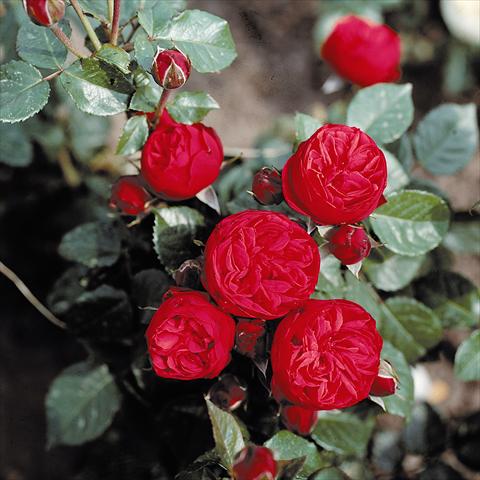 foto van een variëteit aan bloemen, te gebruiken als: Perkplant / Borders Rosa Tea Piano®