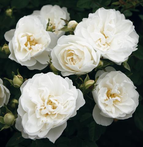 foto van een variëteit aan bloemen, te gebruiken als: Potplant, perkplant, patioplant Rosa Tea White Babyflor®