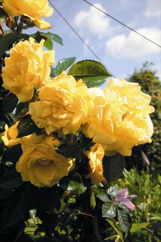 foto van een variëteit aan bloemen, te gebruiken als: Perkplant / Borders Rosa rampicante Dukat®