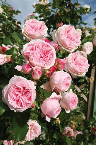 foto van een variëteit aan bloemen, te gebruiken als: Perkplant / Borders Rosa rampicante Giardina®