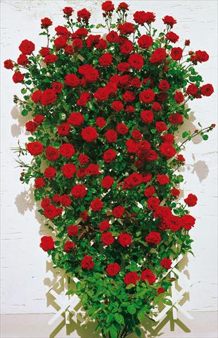 foto van een variëteit aan bloemen, te gebruiken als: Perkplant / Borders Rosa rampicante Santana®
