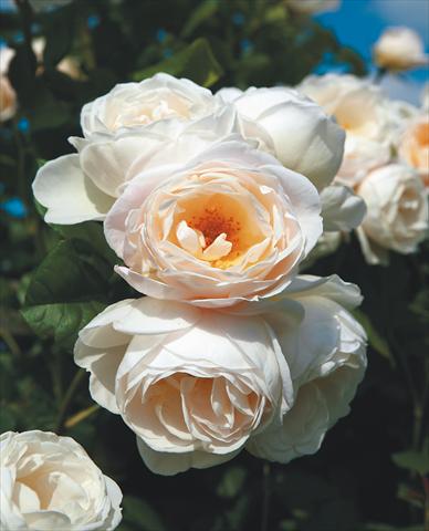 foto van een variëteit aan bloemen, te gebruiken als: Perkplant / Borders Rosa rampicante Uetersener Klosterrose®