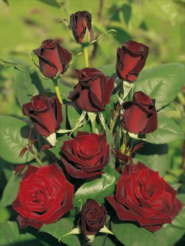 foto van een variëteit aan bloemen, te gebruiken als: Perkplant / Borders Rosa Tea Barkarole®