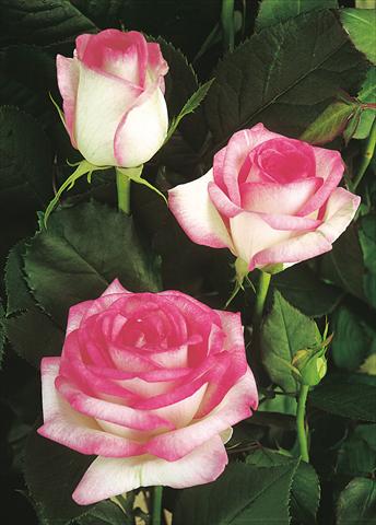 foto van een variëteit aan bloemen, te gebruiken als: Perkplant / Borders Rosa Tea Biedermeier Garden®