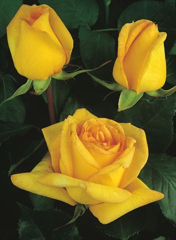 foto van een variëteit aan bloemen, te gebruiken als: Perkplant / Borders Rosa Tea Golden Tower®