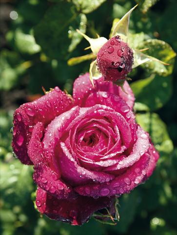 foto van een variëteit aan bloemen, te gebruiken als: Perkplant / Borders Rosa Tea Johann Wolfgang von Goethe Rose®