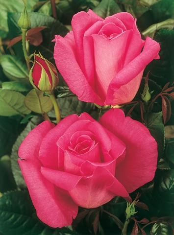 foto van een variëteit aan bloemen, te gebruiken als: Perkplant / Borders Rosa Tea Lady Like®