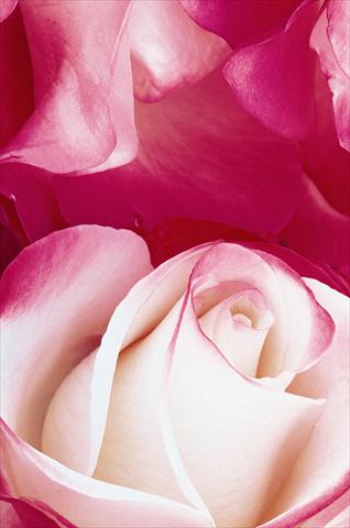 foto van een variëteit aan bloemen, te gebruiken als: Perkplant / Borders Rosa Tea Nostalgie®