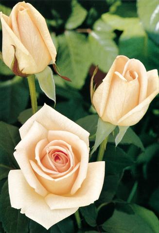 foto van een variëteit aan bloemen, te gebruiken als: Perkplant / Borders Rosa Tea Osiana®