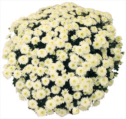 foto van een variëteit aan bloemen, te gebruiken als: Pot - en perkplant Chrysanthemum Belle Des Neiges