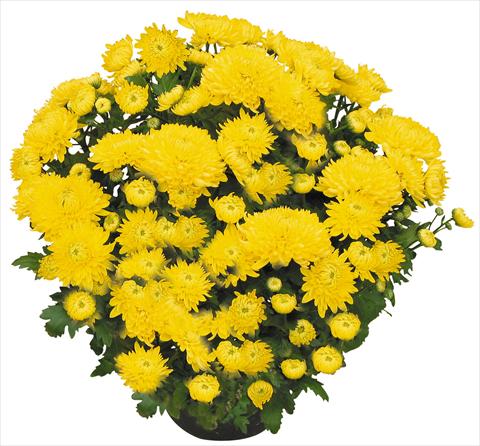 foto van een variëteit aan bloemen, te gebruiken als: Pot - en perkplant Chrysanthemum Chama Giallo®