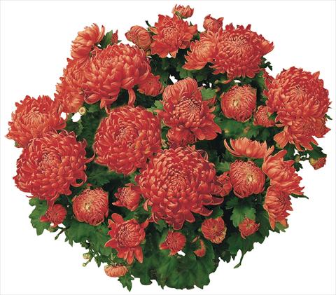 foto van een variëteit aan bloemen, te gebruiken als: Pot - en perkplant Chrysanthemum Chama Rouge®