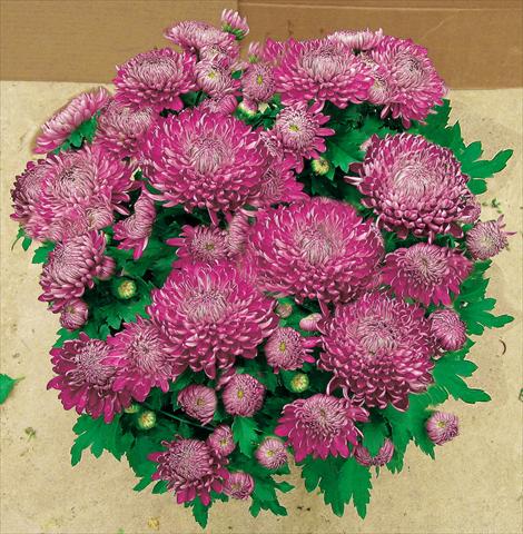 foto van een variëteit aan bloemen, te gebruiken als: Pot - en perkplant Chrysanthemum Chama Violet®