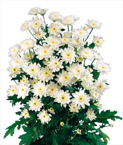 foto van een variëteit aan bloemen, te gebruiken als: Pot - en perkplant Chrysanthemum Euro