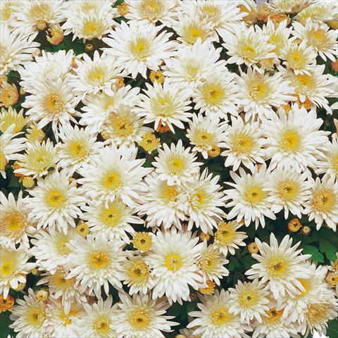 foto van een variëteit aan bloemen, te gebruiken als: Pot - en perkplant Chrysanthemum Mme Nicole Falce Blanc®