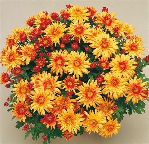 foto van een variëteit aan bloemen, te gebruiken als: Pot - en perkplant Chrysanthemum Mme Nicole Falce Cuivre®