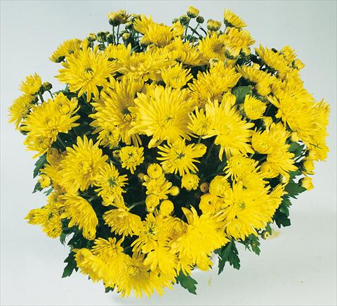 foto van een variëteit aan bloemen, te gebruiken als: Pot - en perkplant Chrysanthemum Mme Nicole Falce Jaune®