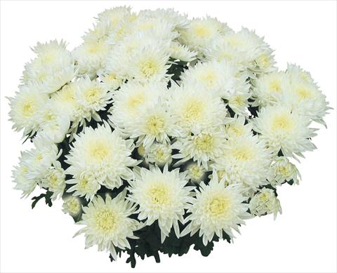 foto van een variëteit aan bloemen, te gebruiken als: Pot - en perkplant Chrysanthemum Tarquinia Bianco