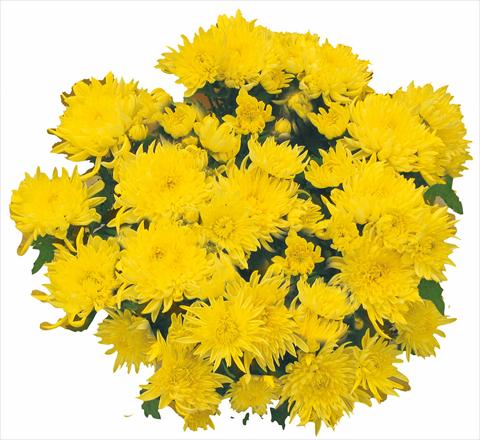 foto van een variëteit aan bloemen, te gebruiken als: Pot - en perkplant Chrysanthemum Tarquinia Giallo
