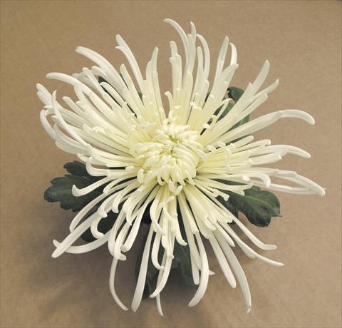 foto van een variëteit aan bloemen, te gebruiken als: Pot - en perkplant Chrysanthemum Veneri Bianco