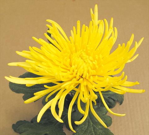 foto van een variëteit aan bloemen, te gebruiken als: Pot - en perkplant Chrysanthemum Veneri Giallo