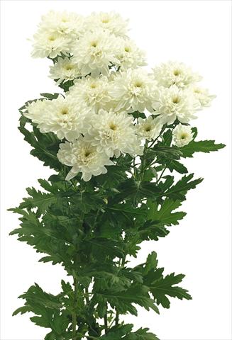 foto van een variëteit aan bloemen, te gebruiken als: Pot - en perkplant Chrysanthemum Zembla