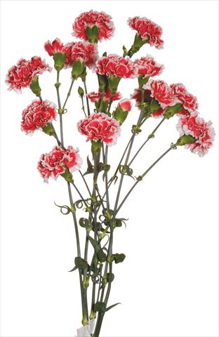 foto van een variëteit aan bloemen, te gebruiken als: Snijbloemen Dianthus caryophyllus Kabul