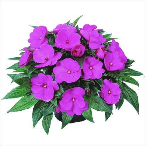 foto van een variëteit aan bloemen, te gebruiken als: Perkplant, potplant of korfplant Impatiens N. Guinea RED FOX Petticoat Lavender