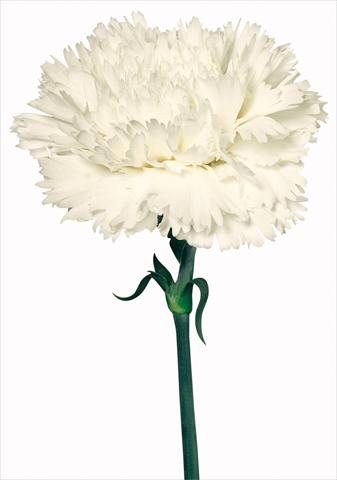 foto van een variëteit aan bloemen, te gebruiken als: Snijbloemen Dianthus caryophyllus Special