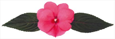 foto van een variëteit aan bloemen, te gebruiken als: Pot - en perkplant Impatiens N. Guinea Galaxy® Cepheus
