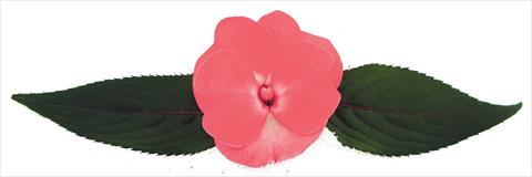 foto van een variëteit aan bloemen, te gebruiken als: Pot - en perkplant Impatiens N. Guinea Galaxy® Cygnus