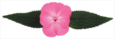 foto van een variëteit aan bloemen, te gebruiken als: Pot - en perkplant Impatiens N. Guinea Galaxy® Norma