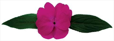 foto van een variëteit aan bloemen, te gebruiken als: Pot - en perkplant Impatiens N. Guinea Galaxy® Octans