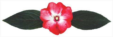 foto van een variëteit aan bloemen, te gebruiken als: Pot - en perkplant Impatiens N. Guinea Galaxy® Pavo