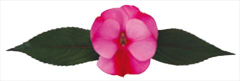 foto van een variëteit aan bloemen, te gebruiken als: Pot - en perkplant Impatiens N. Guinea Galaxy® Scorpio
