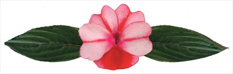 foto van een variëteit aan bloemen, te gebruiken als: Pot - en perkplant Impatiens N. Guinea Galaxy® Virgo