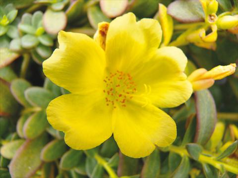 foto van een variëteit aan bloemen, te gebruiken als: Potplant, perkplant, patioplant, korfplant Portulaca Electric Lemon®