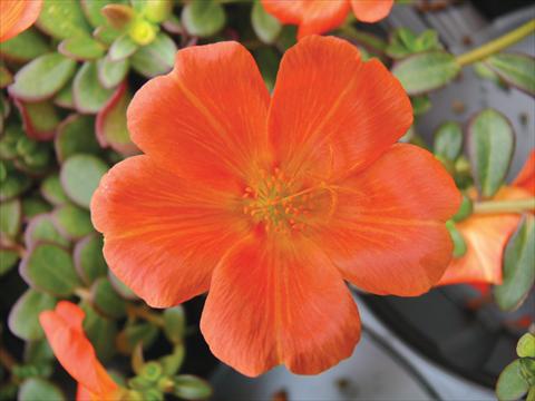 foto van een variëteit aan bloemen, te gebruiken als: Potplant, perkplant, patioplant, korfplant Portulaca Electric Orange®