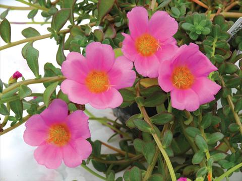 foto van een variëteit aan bloemen, te gebruiken als: Potplant, perkplant, patioplant, korfplant Portulaca Electric Pink®