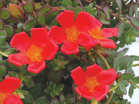 foto van een variëteit aan bloemen, te gebruiken als: Potplant, perkplant, patioplant, korfplant Portulaca Electric Red®