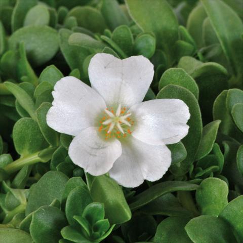foto van een variëteit aan bloemen, te gebruiken als: Potplant, perkplant, patioplant, korfplant Portulaca Electric White®