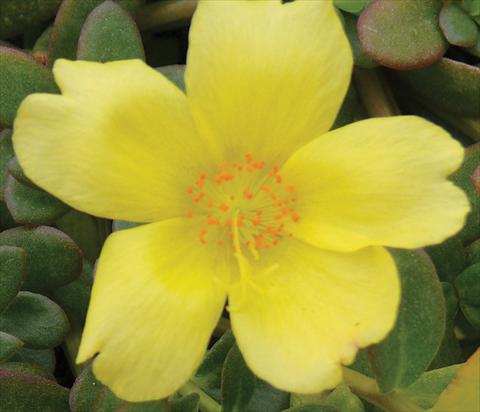 foto van een variëteit aan bloemen, te gebruiken als: Potplant, perkplant, patioplant, korfplant Portulaca Electric Yellow®
