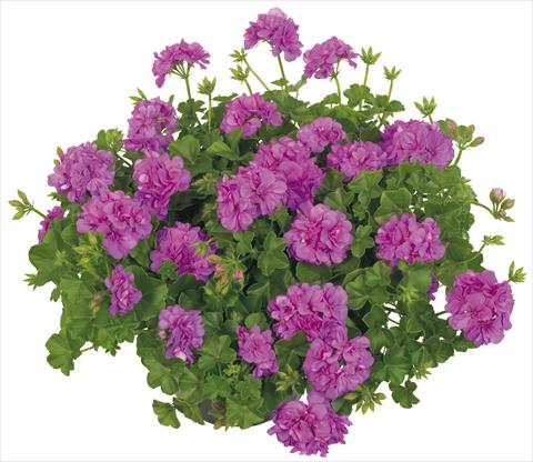 foto van een variëteit aan bloemen, te gebruiken als: Potplant, patioplant, korfplant Pelargonium peltatum Universe Compact Alpha Leonis®