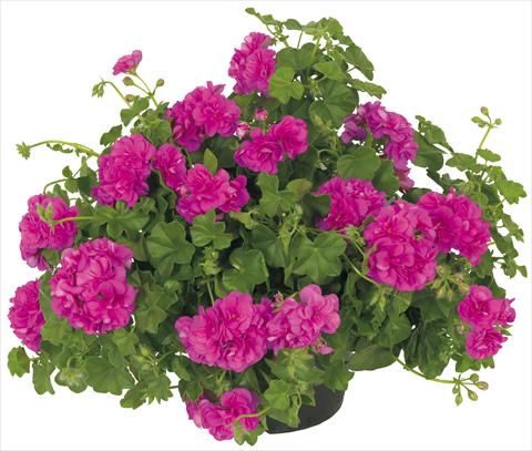 foto van een variëteit aan bloemen, te gebruiken als: Potplant, patioplant, korfplant Pelargonium peltatum Universe Compact Chamaleon®