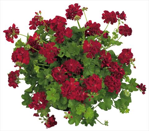 foto van een variëteit aan bloemen, te gebruiken als: Potplant, patioplant, korfplant Pelargonium peltatum Universe Compact Nekkar®