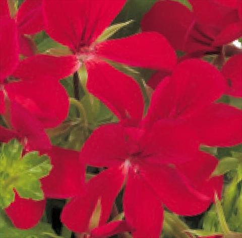 foto van een variëteit aan bloemen, te gebruiken als: Potplant, patioplant, korfplant Pelargonium peltatum Universe Epsilon®
