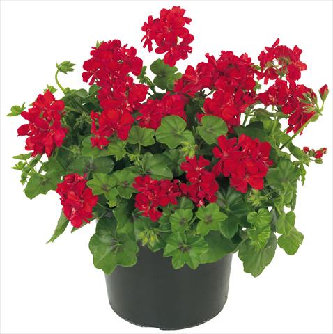 foto van een variëteit aan bloemen, te gebruiken als: Potplant, patioplant, korfplant Pelargonium peltatum Universe Ursa Major®