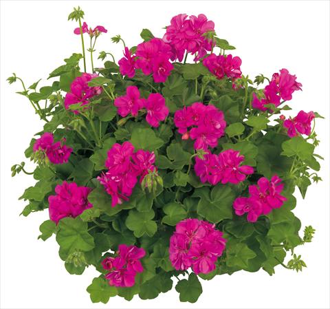 foto van een variëteit aan bloemen, te gebruiken als: Potplant, patioplant, korfplant Pelargonium peltatum Universe Ursa Minor®
