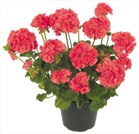 foto van een variëteit aan bloemen, te gebruiken als: Patioplant, potplant Pelargonium zonale Solar Light Ambrosia®