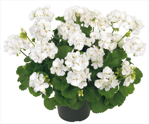 foto van een variëteit aan bloemen, te gebruiken als: Patioplant, potplant Pelargonium zonale Solar Light Libra Improved®